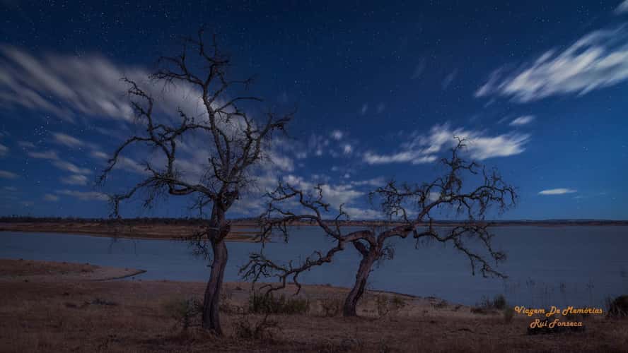 Alqueva Dark Sky Trees