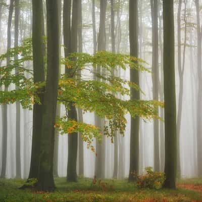 Auutumn forest, Czech Republic