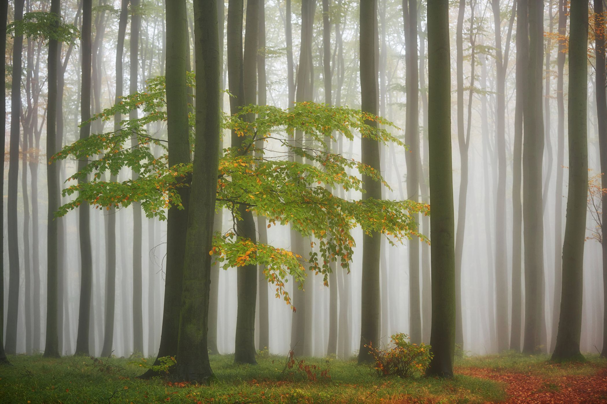 Auutumn forest, Czech Republic