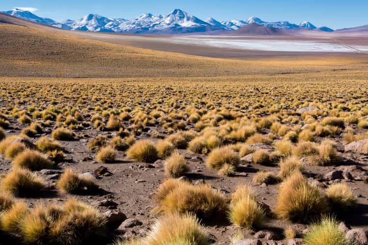 B-245 near El Tatio