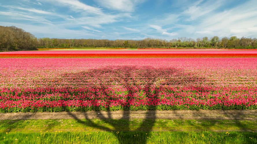Bollenveld