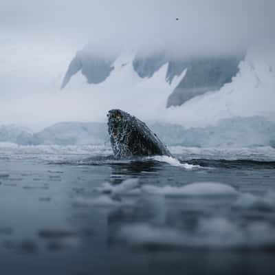 Breaching Whale Charlotte Bay, Antarctica