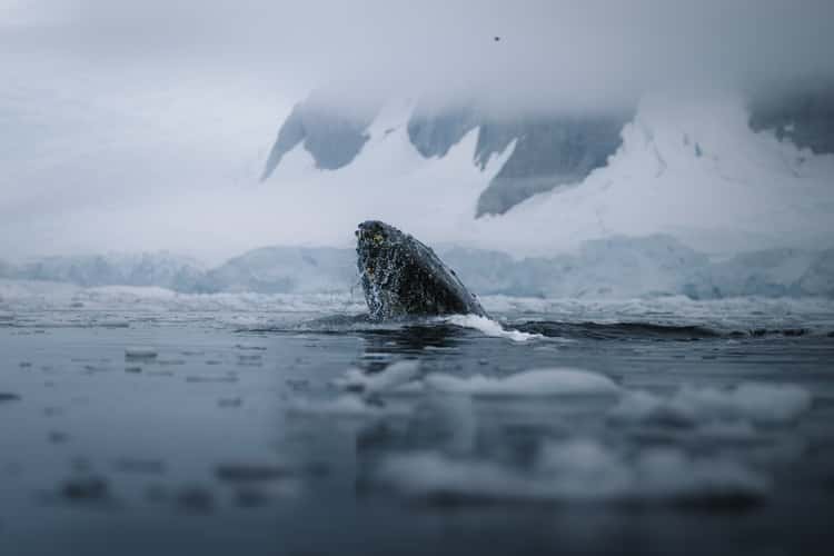 Breaching Whale Charlotte Bay
