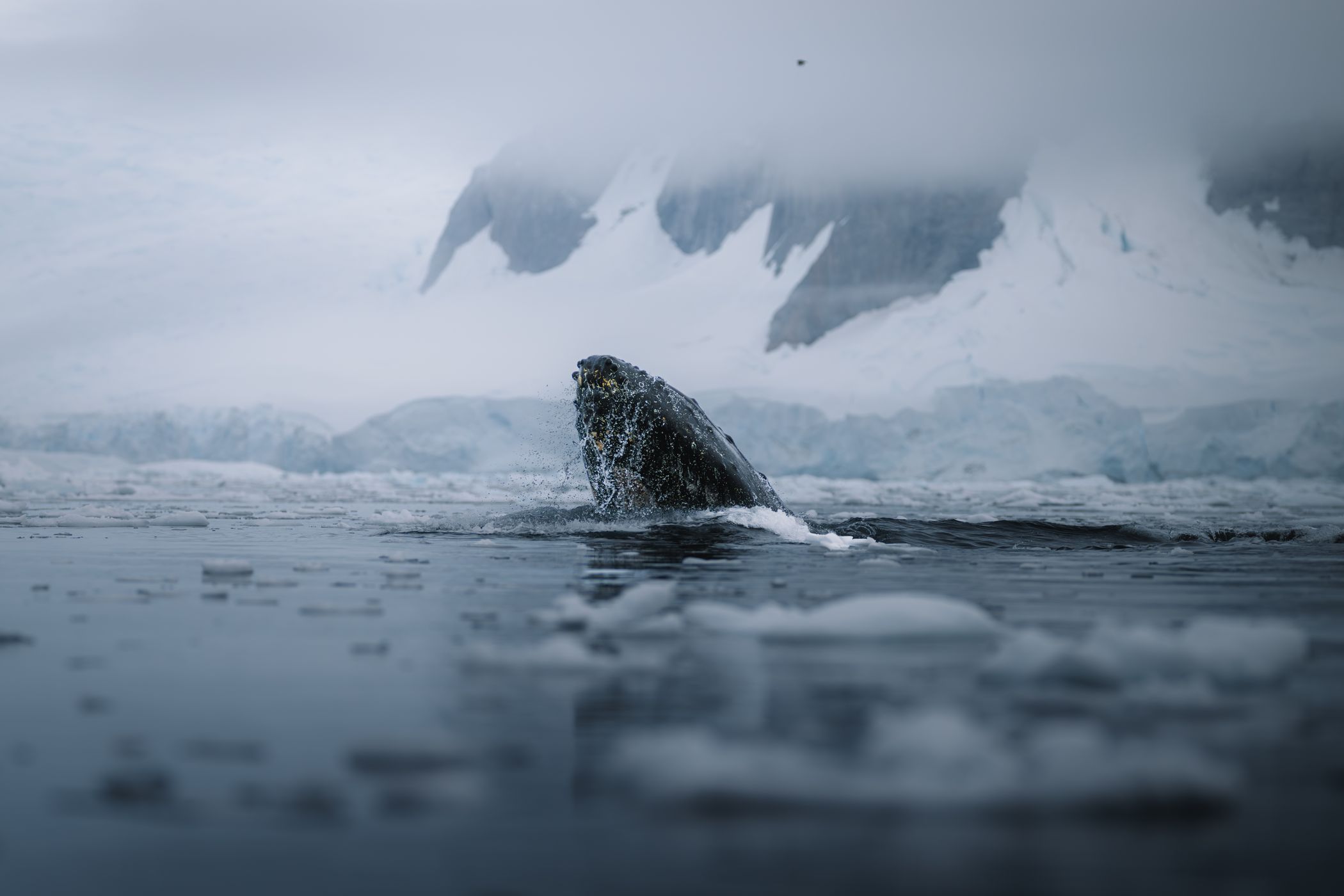 Breaching Whale Charlotte Bay, Antarctica