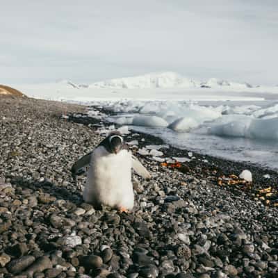 Brown Bluff, Antarctica, Antarctica