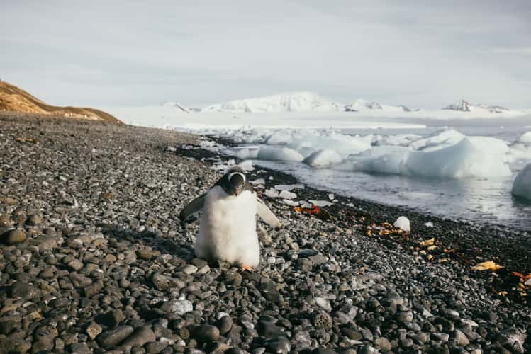 Brown Bluff, Antarctica