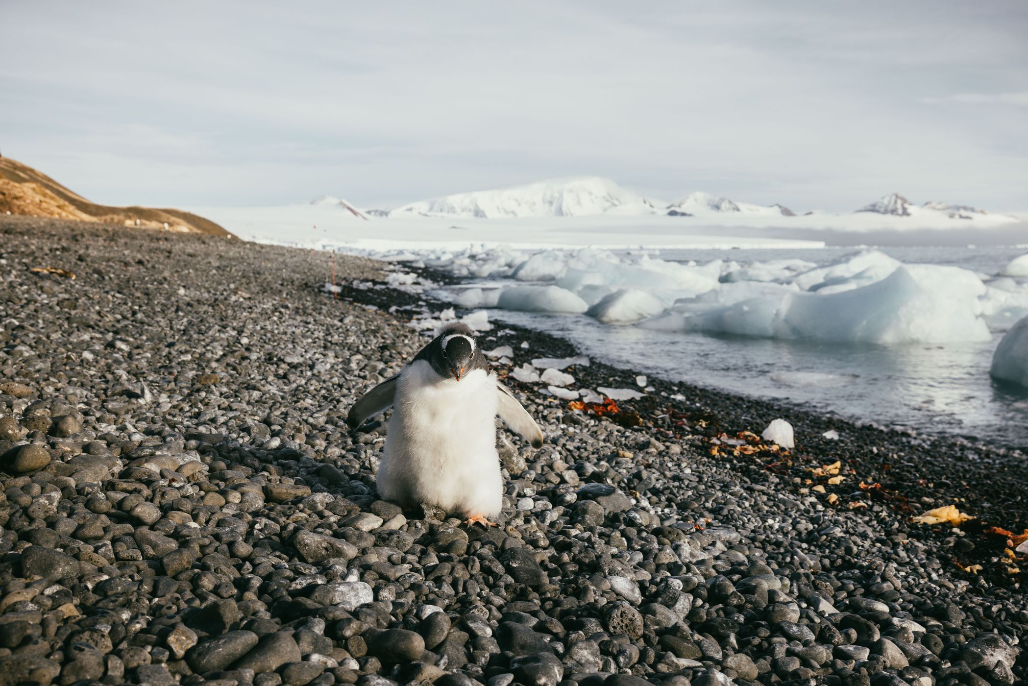 Brown Bluff, Antarctica, Antarctica
