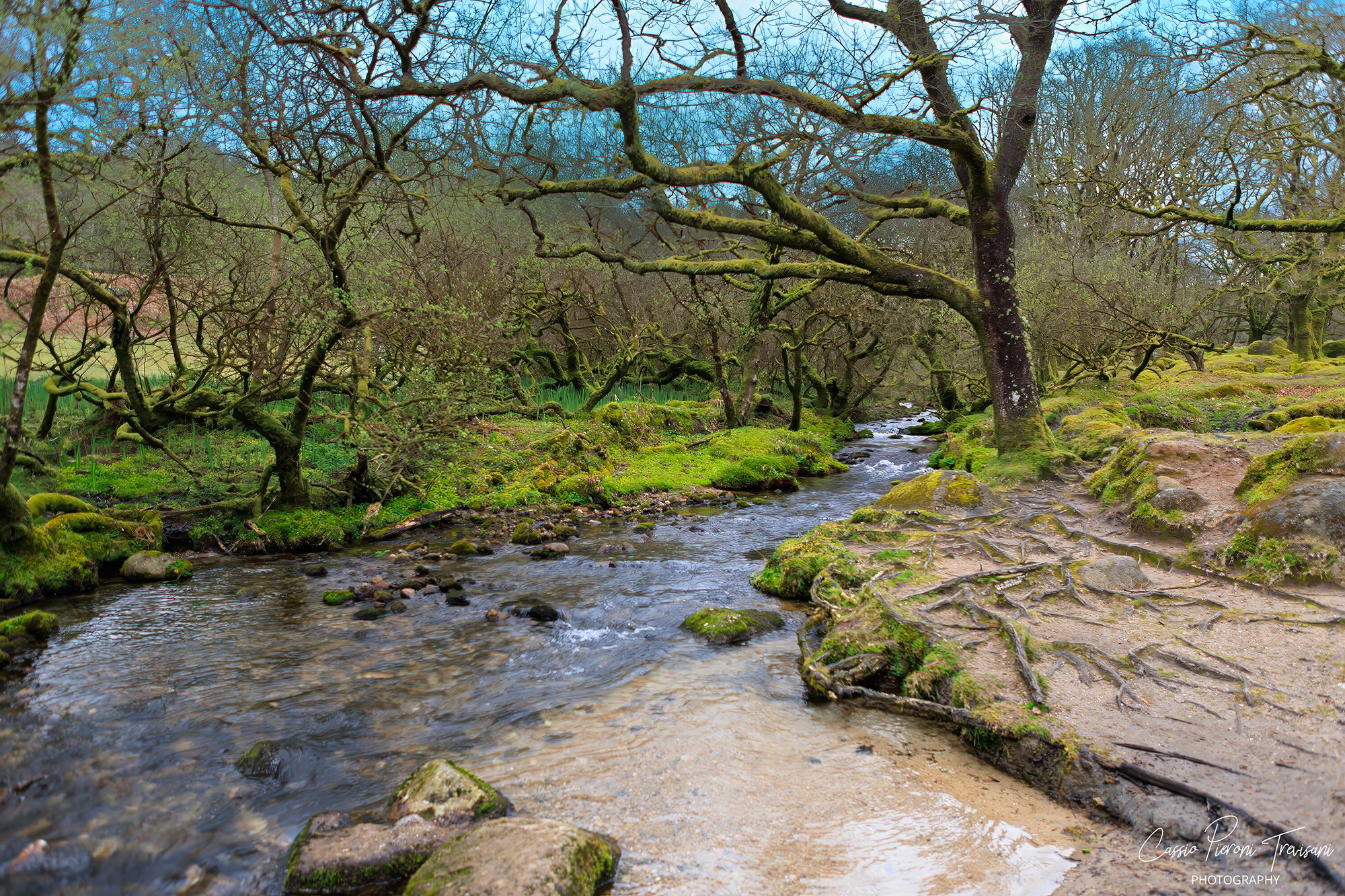 Burrator Reservoir Woodland & Moorland, Dartmoor, United Kingdom