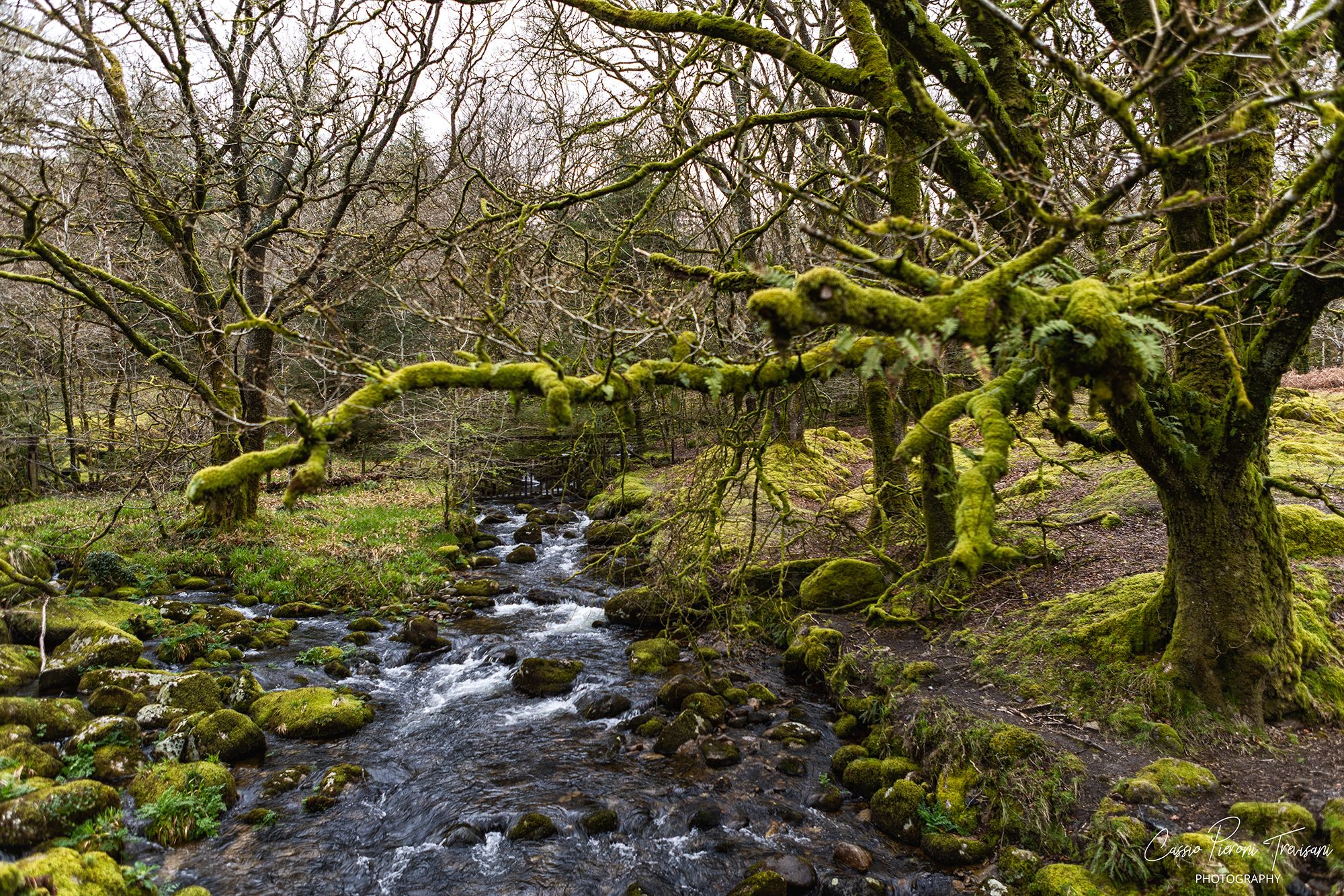 Burrator Reservoir Woodland & Moorland, Dartmoor, United Kingdom