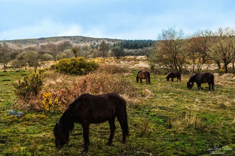 Burrator Reservoir Woodland & Moorland, Dartmoor