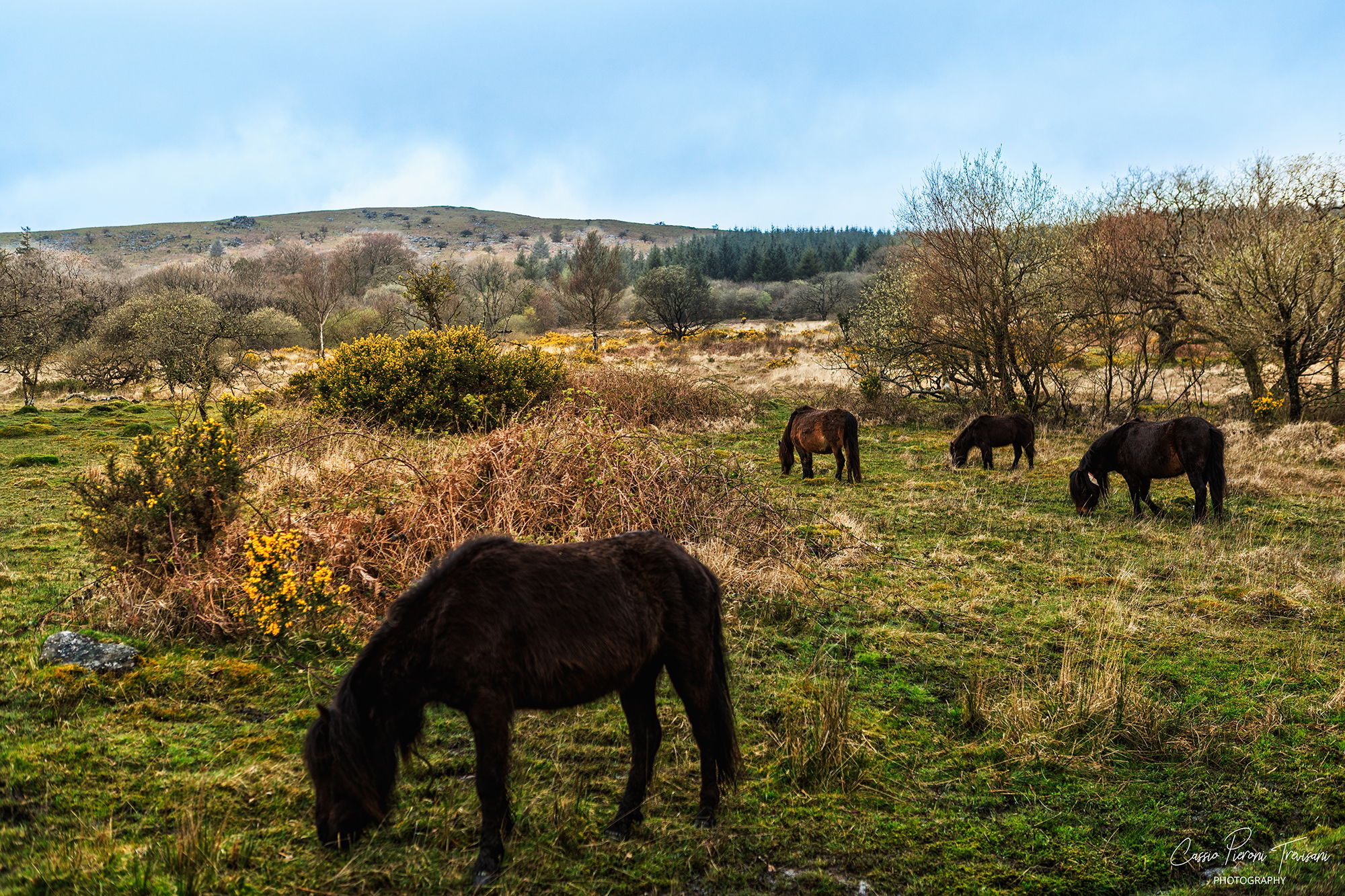 Burrator Reservoir Woodland & Moorland, Dartmoor, United Kingdom