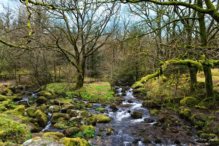 Burrator Reservoir Woodland & Moorland, Dartmoor