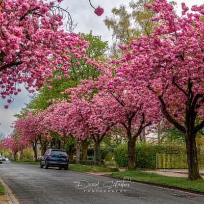 Cherry blossoms in Hamm, Germany