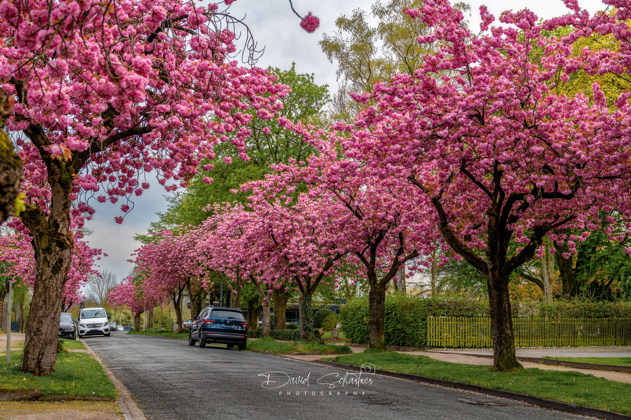 Cherry blossoms in Hamm, Germany