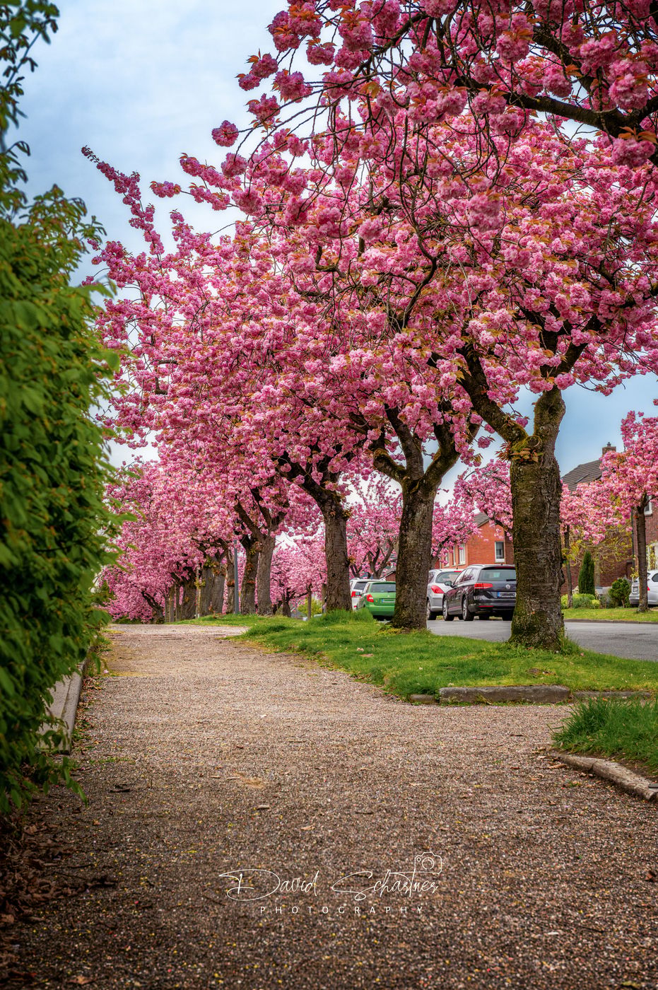 Cherry blossoms in Hamm, Germany