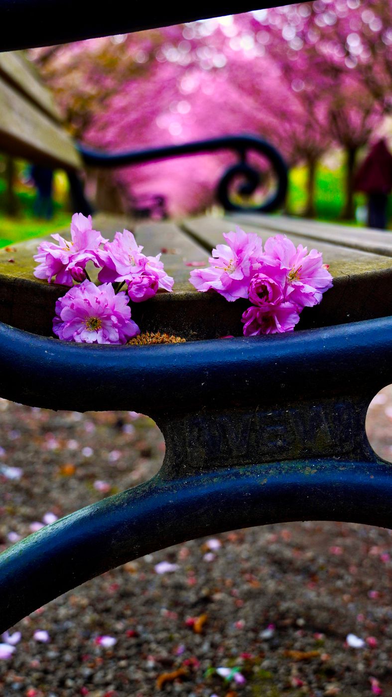 Cherry blossoms Rombergpark, Germany