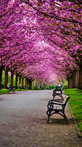 Cherry blossoms Rombergpark