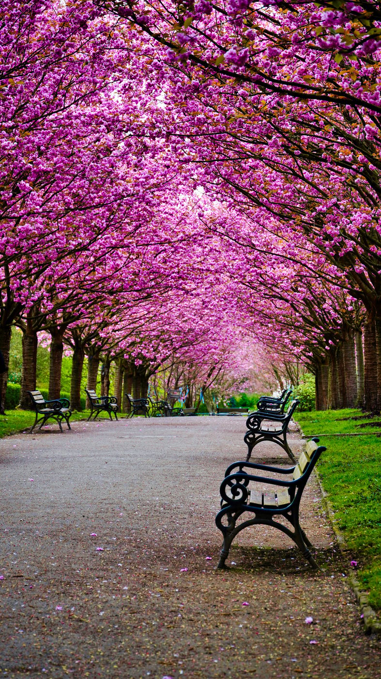 Cherry blossoms Rombergpark, Germany