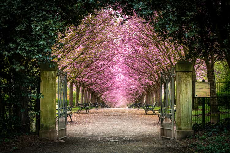 Cherry blossoms Rombergpark