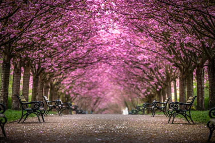 Cherry blossoms Rombergpark