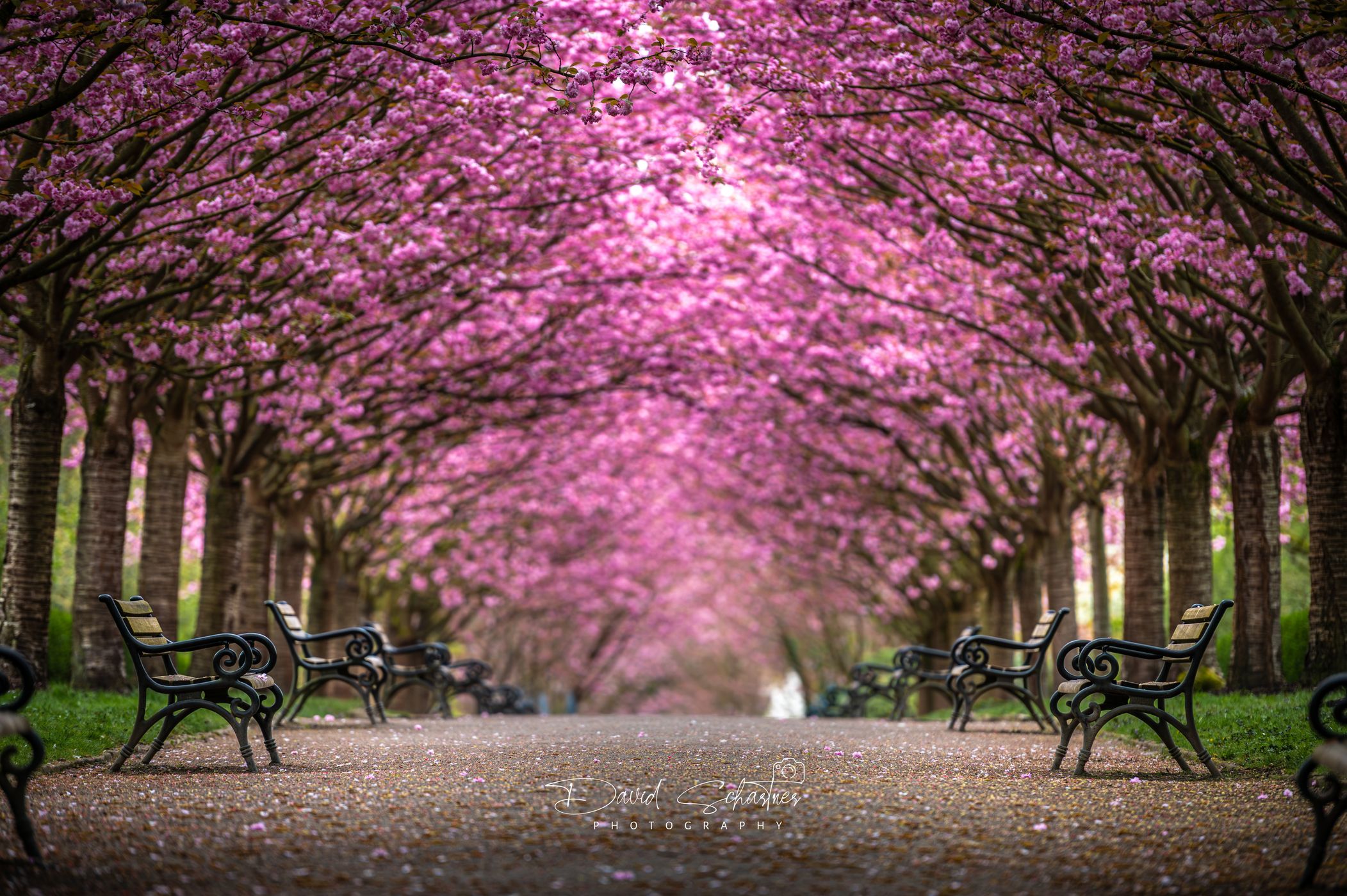 Cherry blossoms Rombergpark, Germany