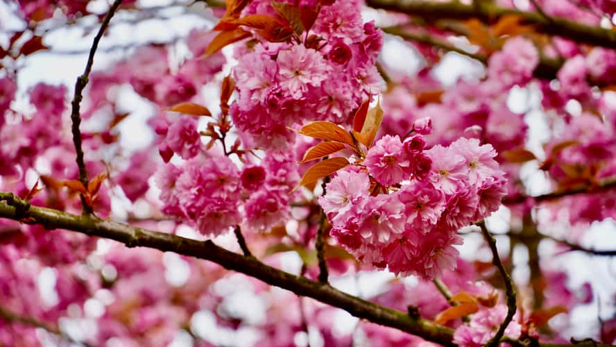 Cherry blossoms Rombergpark