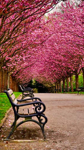 Cherry blossoms Rombergpark