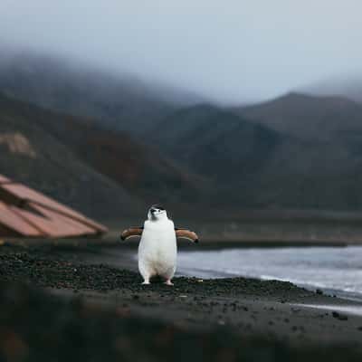 Chinstrap penguin at beach, Deception Island, Antarctica