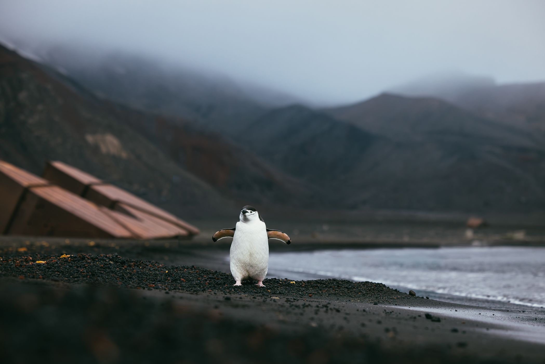 Chinstrap penguin at beach, Deception Island, Antarctica