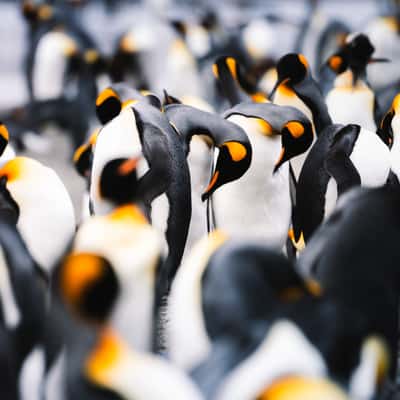 Detail King Penguins St Andrew´s Bay, South Georgia and the South Sandwich Islands