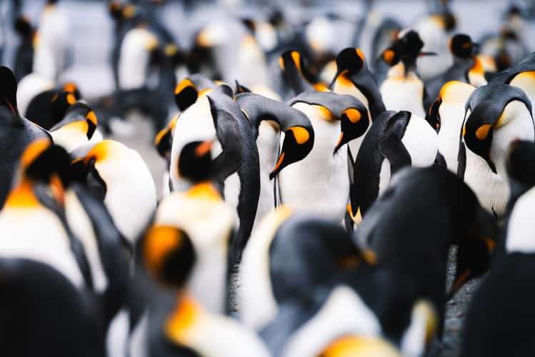 Detail King Penguins St Andrew´s Bay