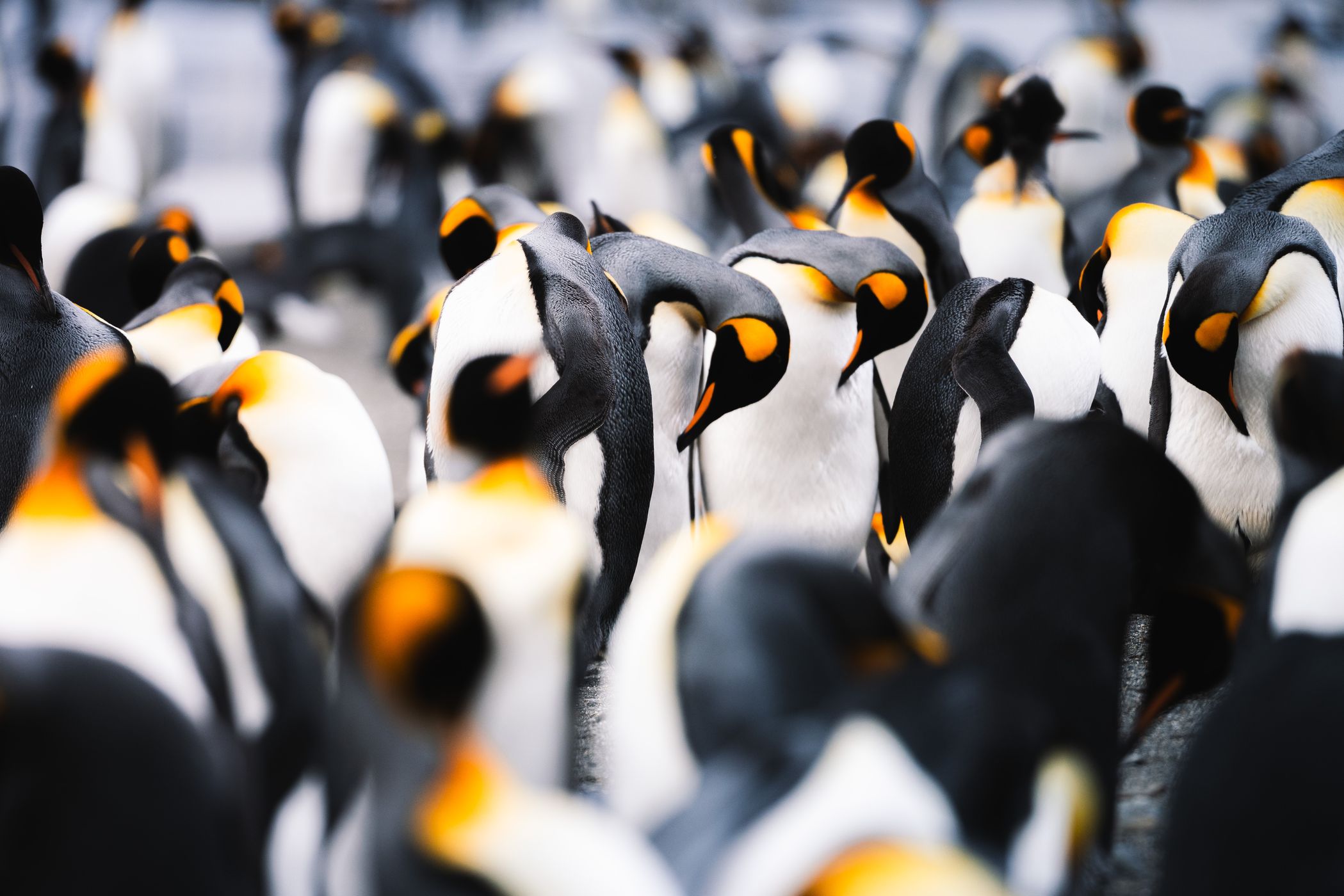 Detail King Penguins St Andrew´s Bay, South Georgia and the South Sandwich Islands