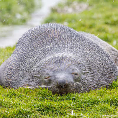 Elephant seals, Grytviken, South Georgia and the South Sandwich Islands
