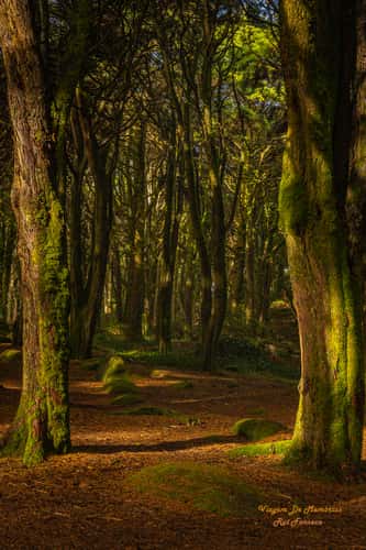 Enchanted Moss Forest