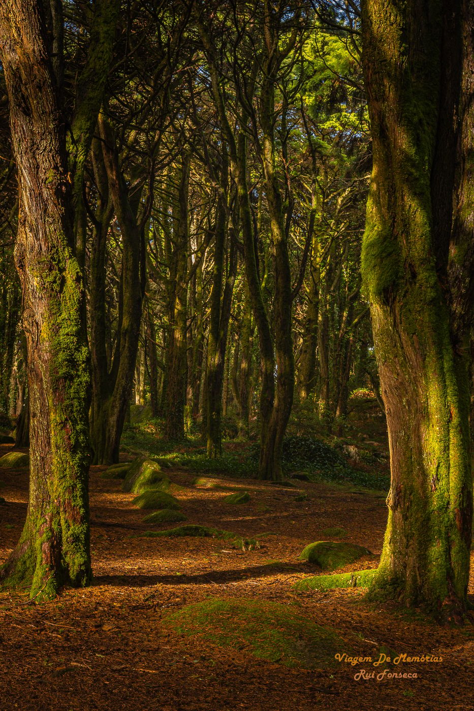 Enchanted Moss Forest, Portugal