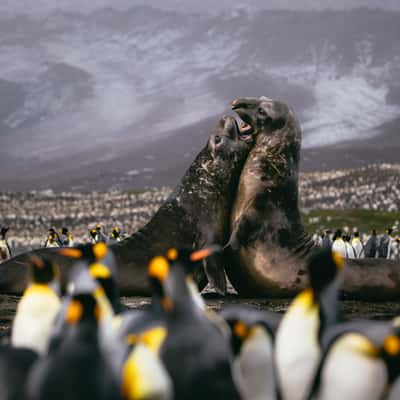 Fighting elephant seals, St. Andrew´s Bay, South Georgia, South Georgia and the South Sandwich Islands