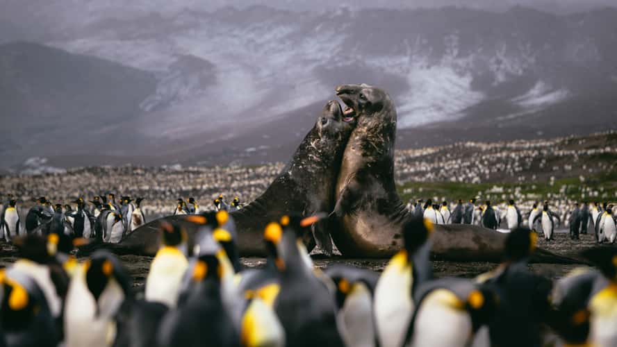Fighting elephant seals, St. Andrew´s Bay, South Georgia