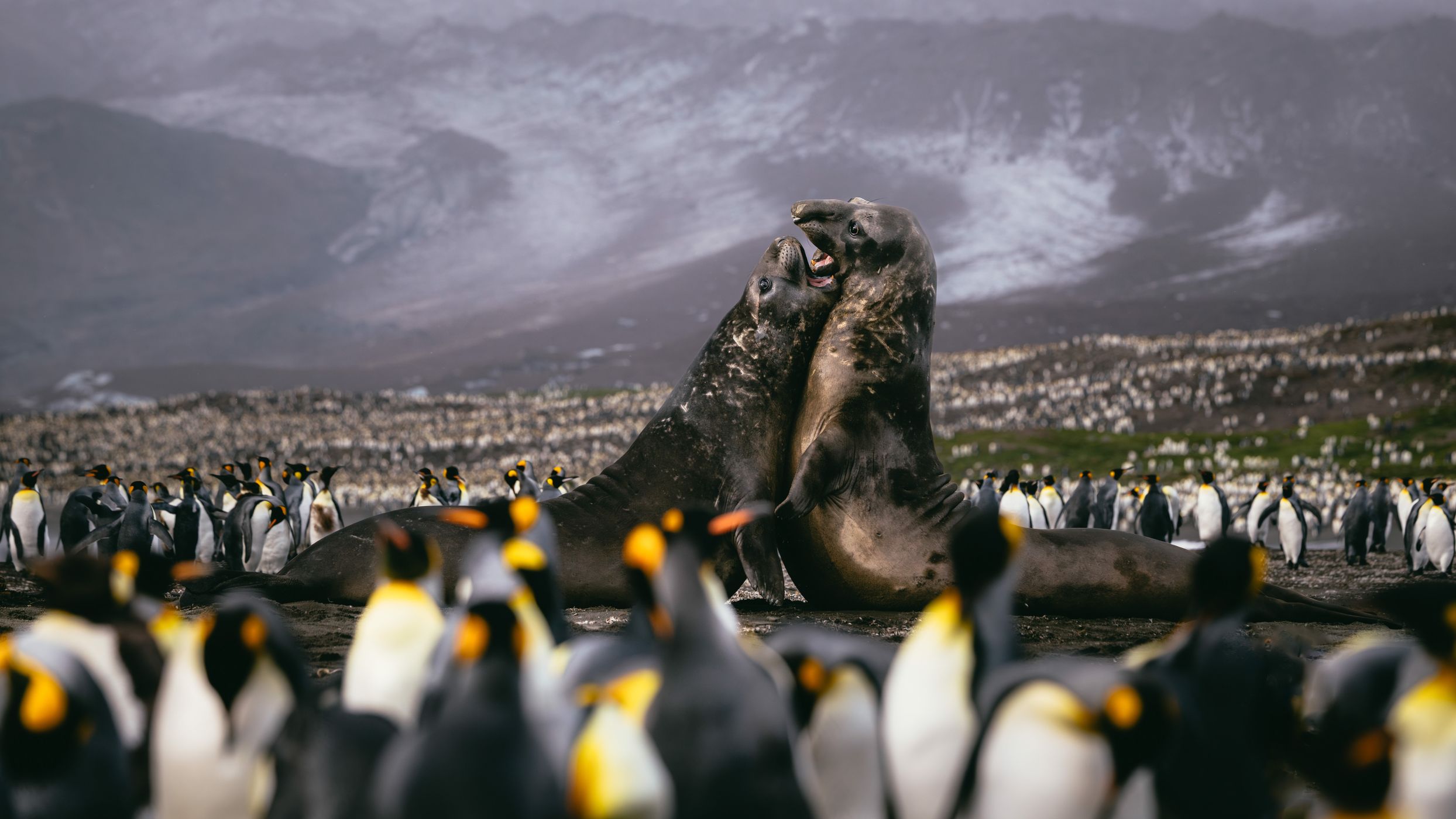 Fighting elephant seals, St. Andrew´s Bay, South Georgia, South Georgia and the South Sandwich Islands