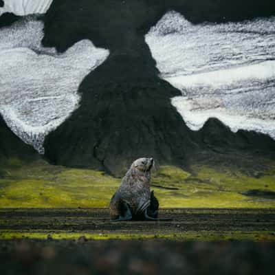 Fur Seal at Deception Island, South Shetland Islands, Antarctica