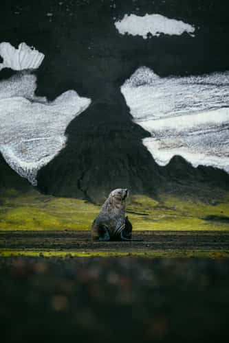 Fur Seal at Deception Island, South Shetland Islands