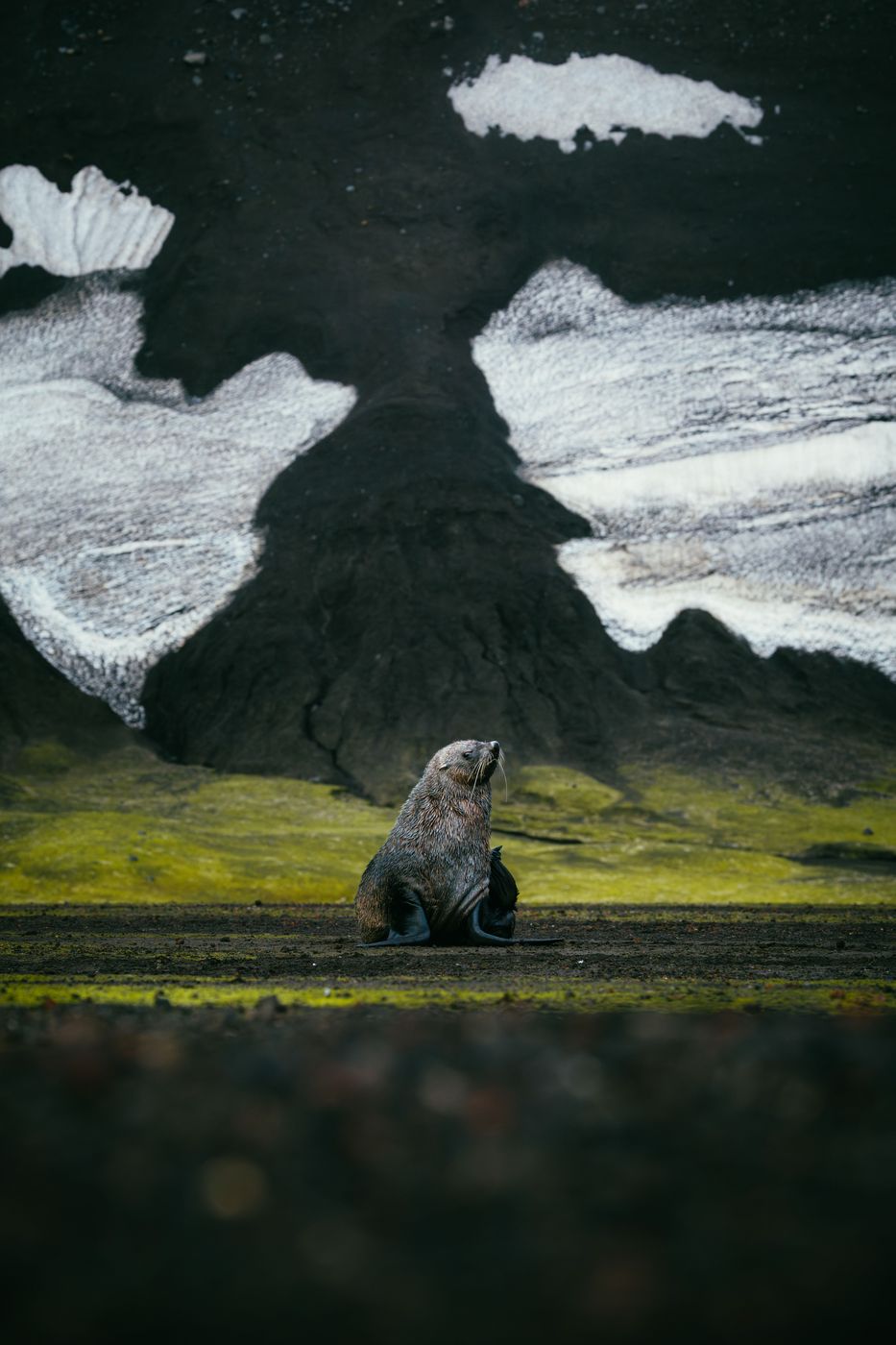 Fur Seal at Deception Island, South Shetland Islands, Antarctica