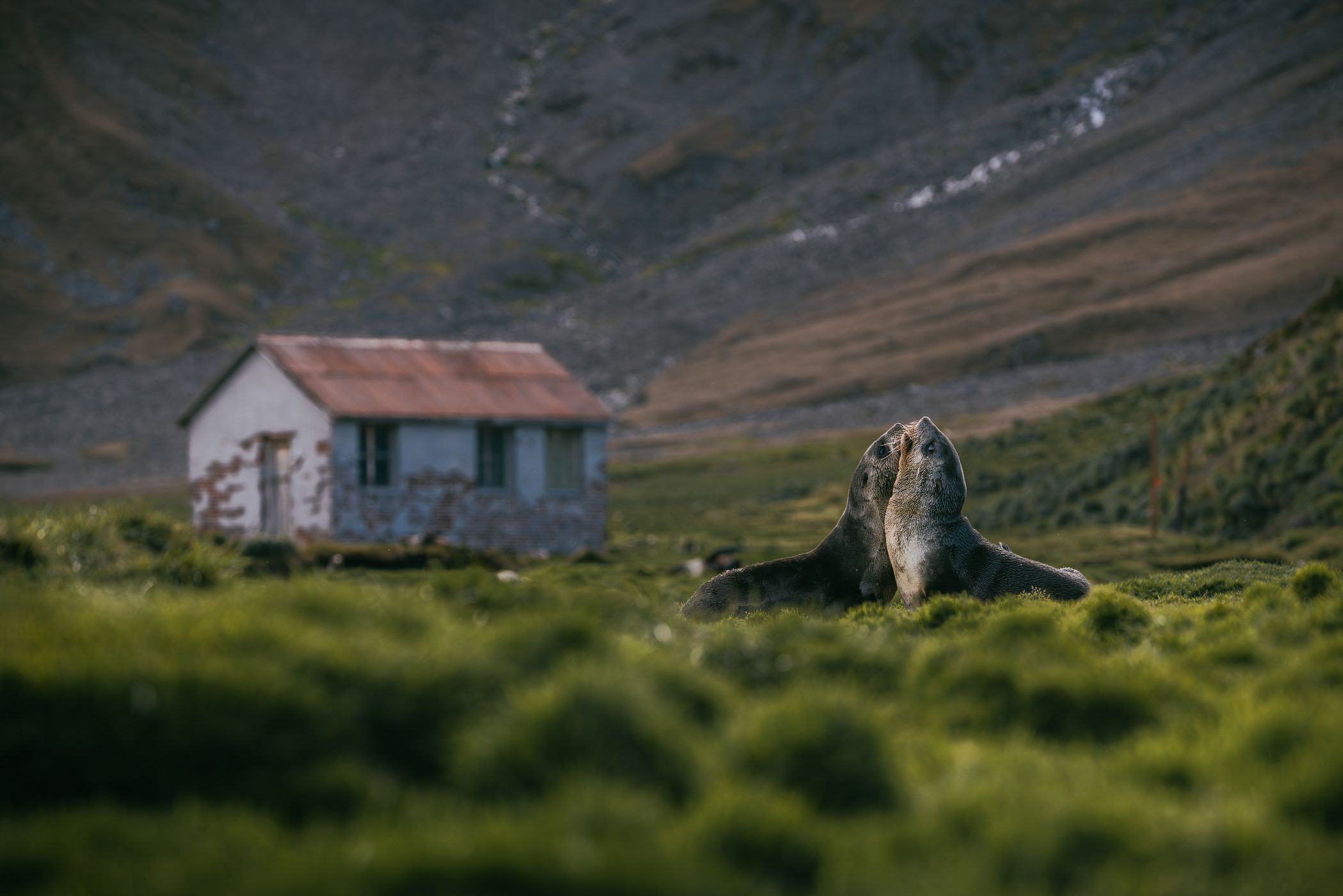 Fur seals in front of abandoned house, Ocean Harbour, South Georgia and the South Sandwich Islands