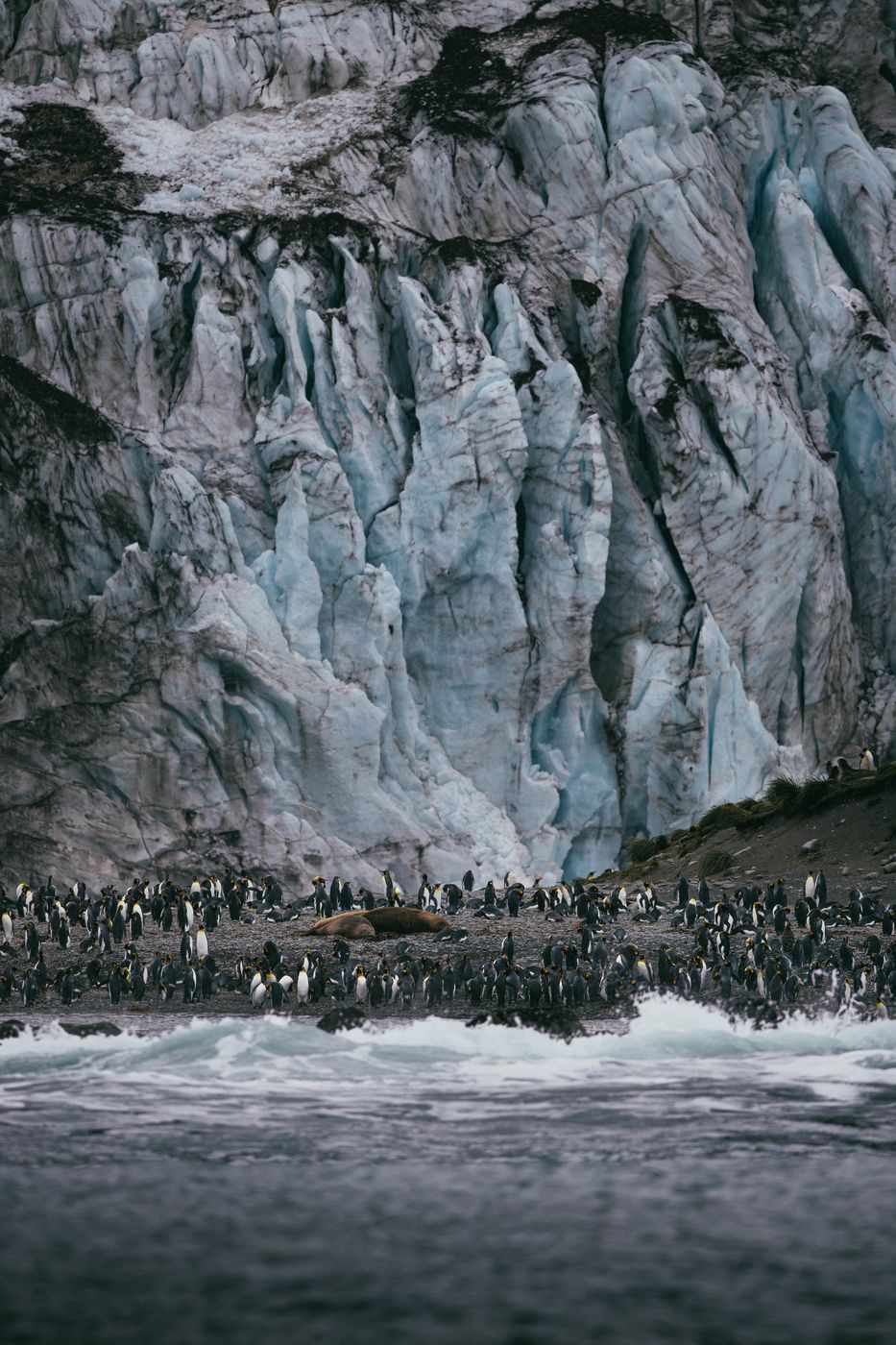 Glacier at Gold Harbour, South Georgia, South Georgia and the South Sandwich Islands