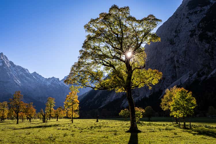 Großer Ahornboden