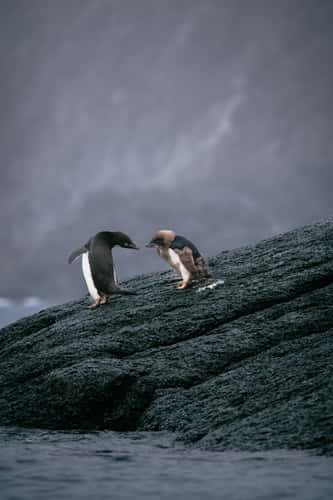 Heroina Island, Antarctica