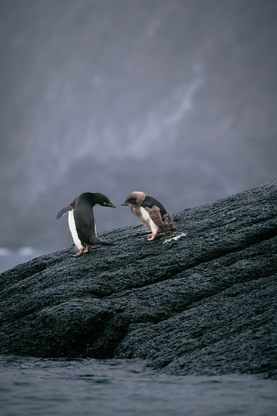 Heroina Island, Antarctica, Antarctica