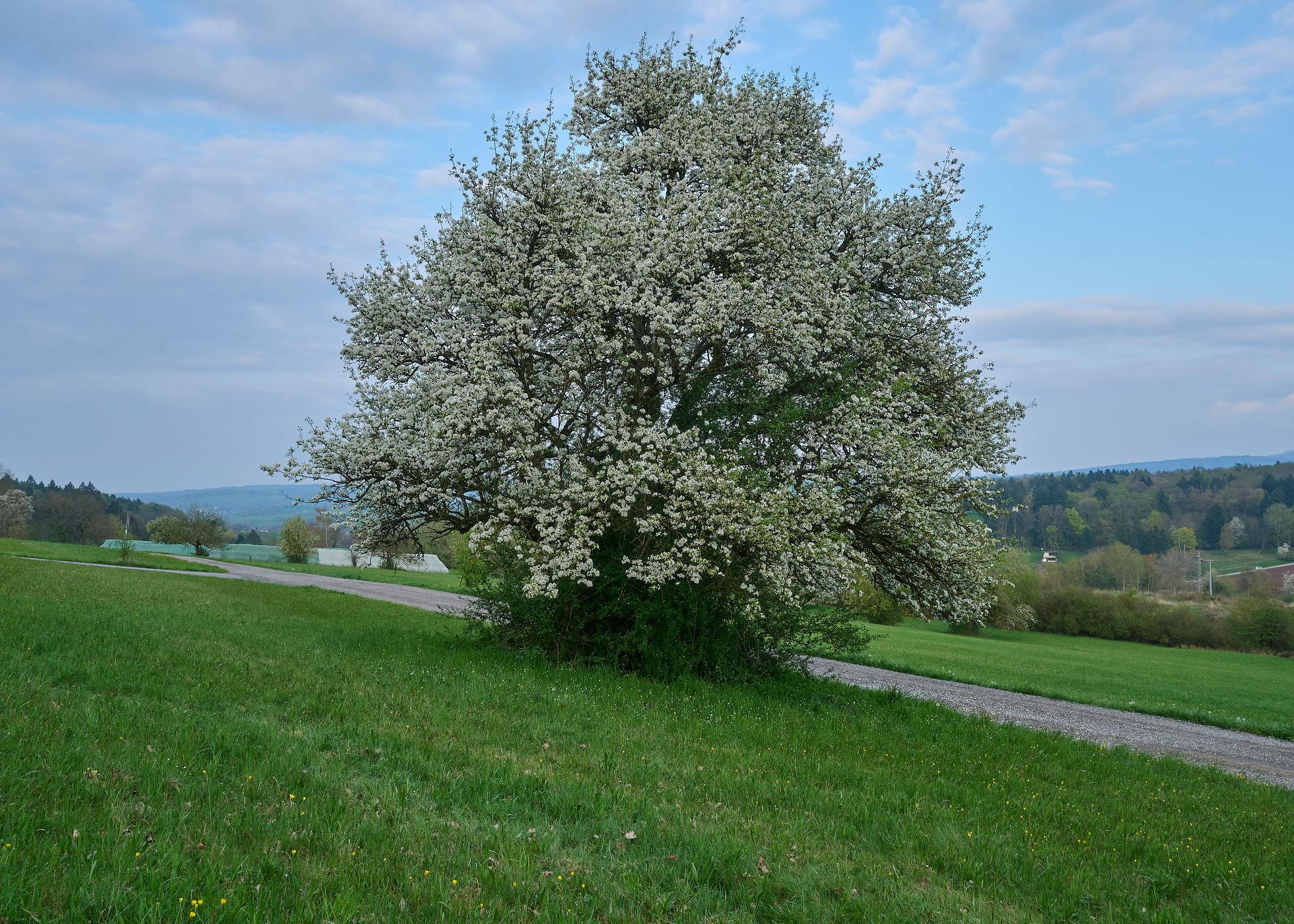 Hochmühle, Germany