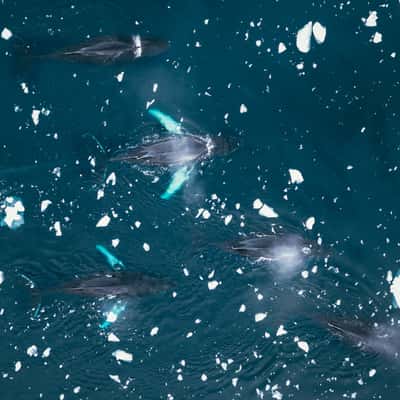Humpback whales in Charlotte Bay, Antarctica, Antarctica