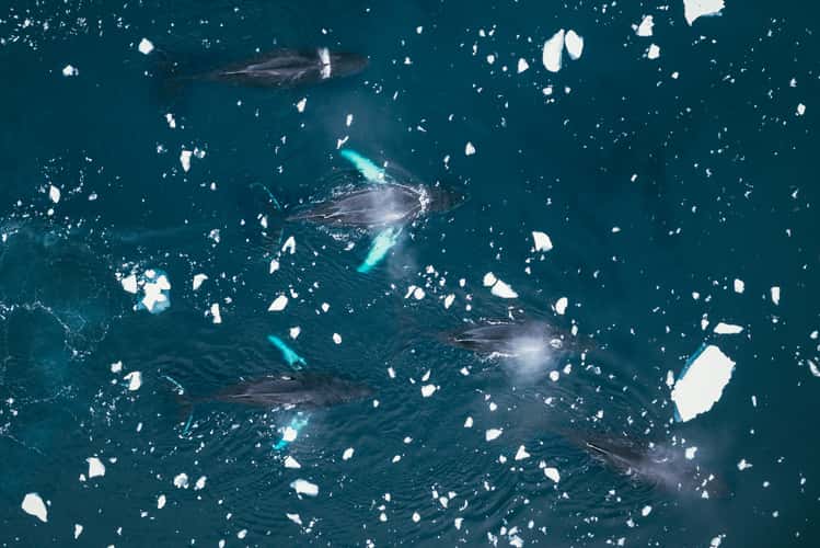 Humpback whales in Charlotte Bay, Antarctica