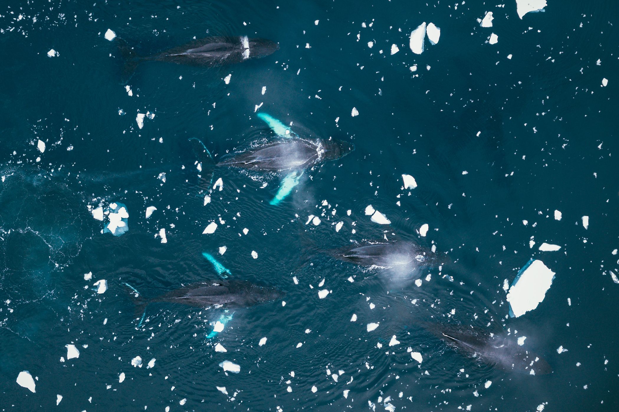 Humpback whales in Charlotte Bay, Antarctica, Antarctica